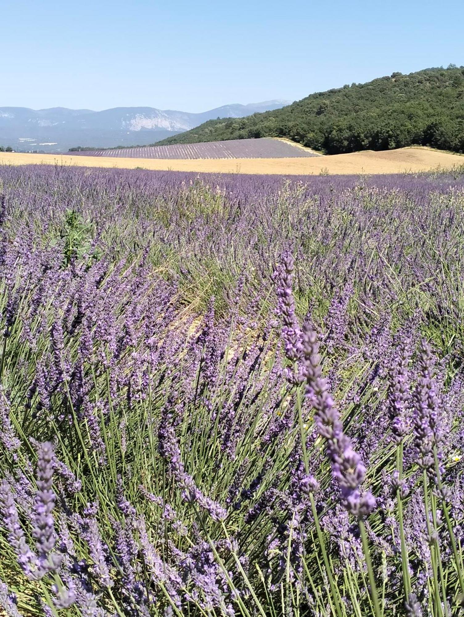 La Provence Vous Attend***!!! - 1Er Etage 迪涅莱班 外观 照片